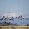 Sand Hill Cranes ~ Monte Vista National Wildlife Refuge