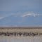 Monte Vista National Wildlife Refuge, Monte Vista, Colorado