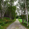 Road with birch trees - Roque Bluffs, Maine