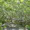 Ceder Tree Neck