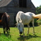 Island Horses