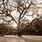 West Tisbury Old Oak Tree