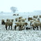 Surprise snow storm