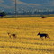 Young and Free, Coyote pups enjoying the open field