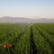 Onion fields
