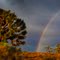 Joshua Trees and Rainbow