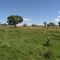 Pasture near Moses Lake