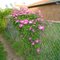 Clematis