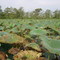 American lotus in Little Green Opening