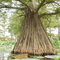 Cypress tree in Litt