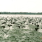 American Coots taking off from Big Lake