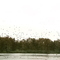 Clouds of Wintering Ducks over Big Lake