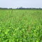 Field of Japanese millet
