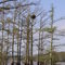Bald eagle nest in cypress tree
