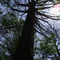 Cypress tree