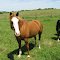 Horse in pasture