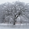Summer Camp Tree