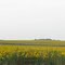 Sunflower Field