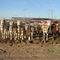 Red Rock Feedlot - It's what's for dinner