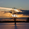 Lonely Winter Tree
