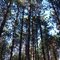 Geneganslet State Forest