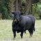 One of several majestic bulls seen along the  Moccasin Island Trail