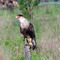 Caracara on a fencepost