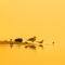 Birds on Sandbar