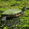 Painted Turtle in Trussum Pond Cypress Swamp