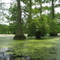 Cypress Trees on Trussum Pond