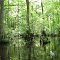 Trussum Pond Swamp Kayaking