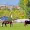 Fall Grazing