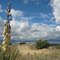 Yucca in Bloom
