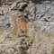 Seepage