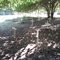 School Cemetary at Florida School For Boys in Marianna, FL