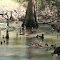 Cypress Knees