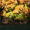Fall - Late afternoon