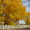 Autumn Trees
