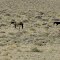 Wild horses