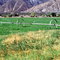 Fields of Peanut Dreams