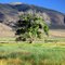 Beautiful Cottonwood