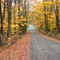 Foliage Tunnel