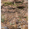 Tree Root, Oneonta