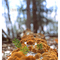 Fungus on Log, Oneonta