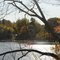 Looking Across White Pond