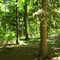 Woods