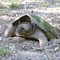 Laying Snapper