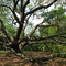 Carolina Big Tree