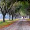 Horse and The Avenue of Oaks