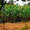 Corn Field